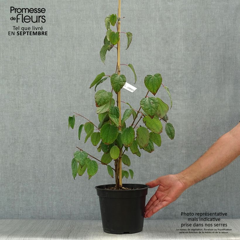 Exemplaar van Cercidiphyllum japonicum Glowball - Katsuraboom Pot van 4 l/5 l zoals geleverd in de herfst