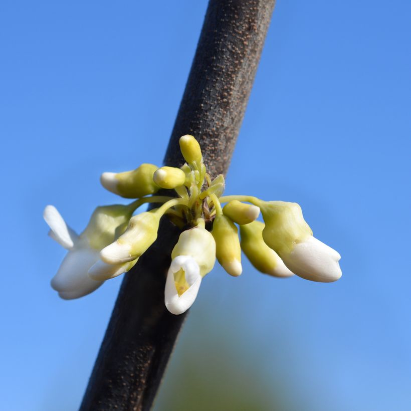 Cercis canadensis Texas White - Amerikaanse Judasboom (Bloei)