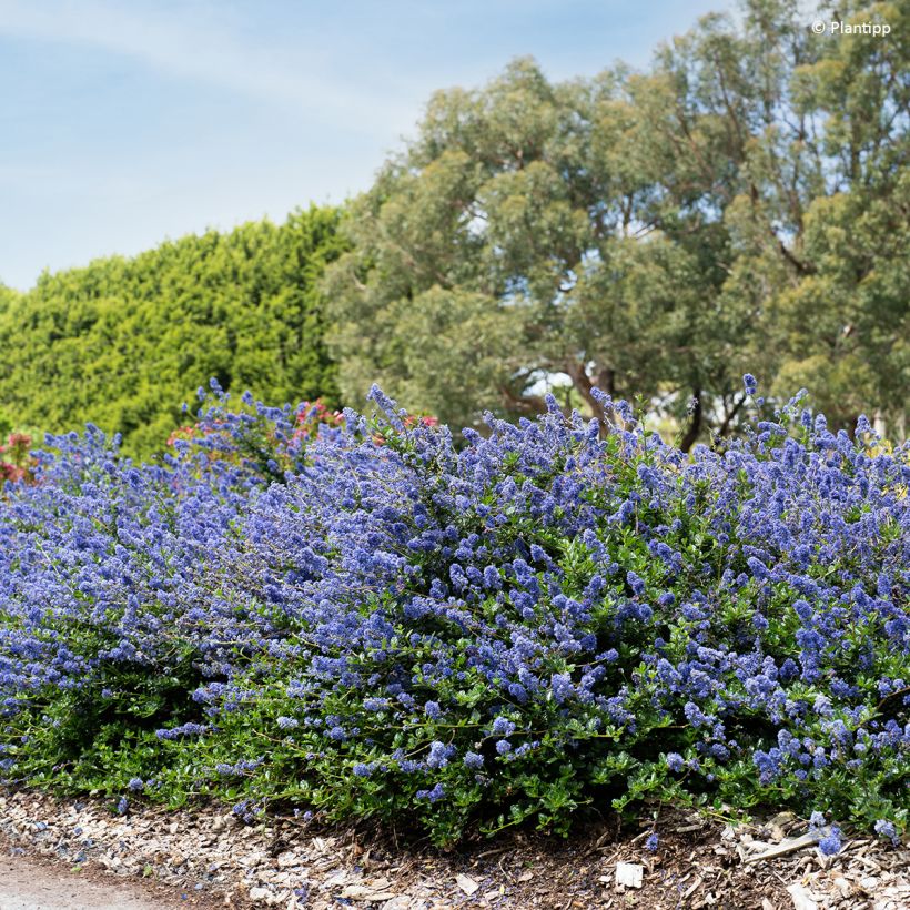 Ceanothus Pacific Wave - Amerikaanse sering (Groeiplaats)