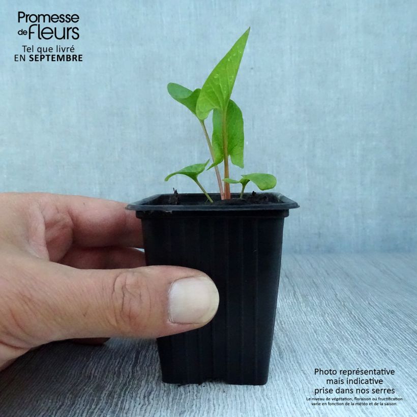 Exemplaar van Brave hendrik BIO - Chenopodium bonus-henricus Kweekpotje van 8/9 cm zoals geleverd in de herfst