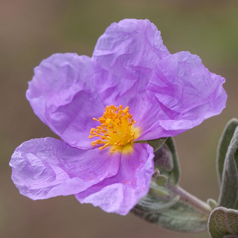 Cistus albidus - Rotsroos (Bloei)