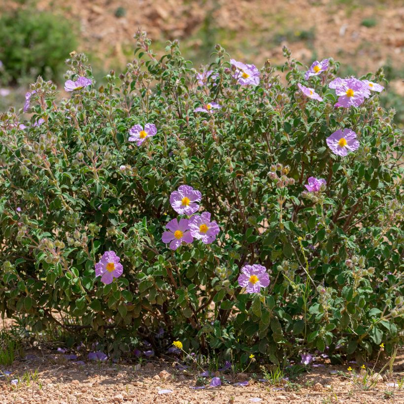 Cistus albidus - Rotsroos (Groeiplaats)