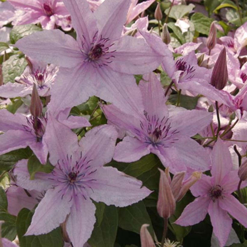 Clematis patens Hagley  - Bosrank (Bloei)