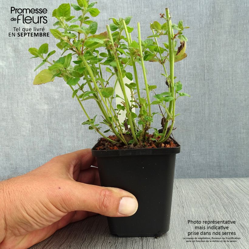Exemplaar van Clinopodium vulgare - Borstelkrans Kweekpotje van 8/9 cm zoals geleverd in de herfst