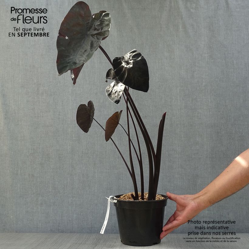 Exemplaar van Colocasia Painted Black Gecko - Olifantsoor Pot van 4 l/5 l zoals geleverd in de herfst