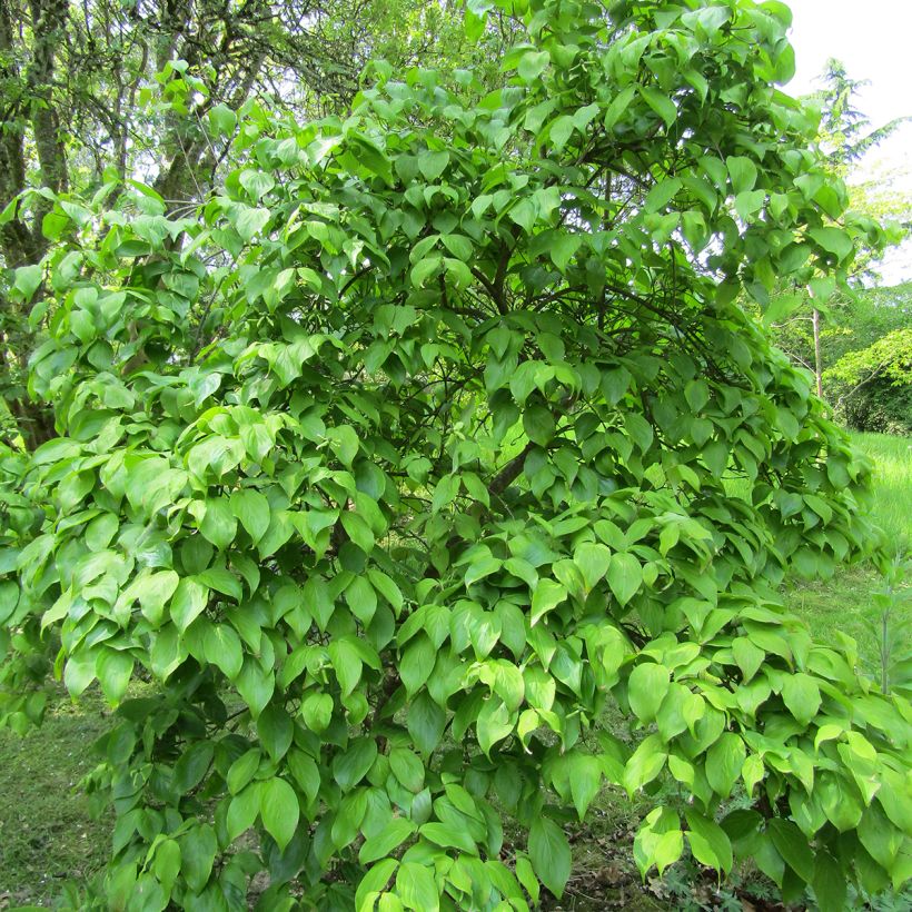 Cornus kousa Weavers Weeping - Japanse kornoelje (Groeiplaats)