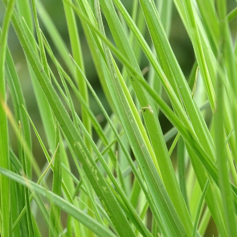 Cortaderia selloana Tiny Pampa - Pampasgras (Blad)