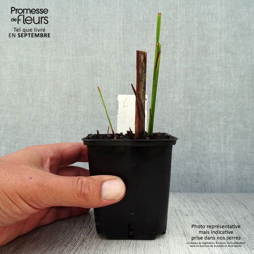 Exemplaar van Crocosmia Lucifer - Montbretia Kweekpotje van 8/9 cm zoals geleverd in de herfst