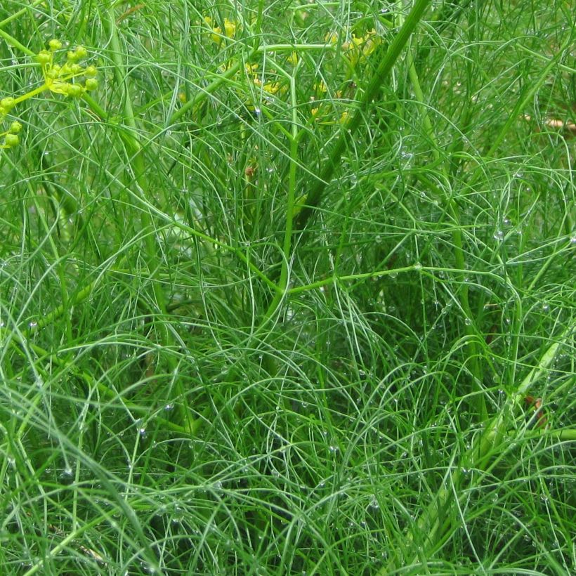 Cachrys alpina - Alpenamarant (Blad)