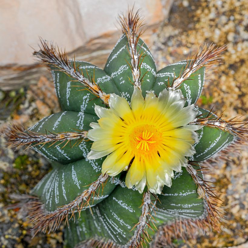 Astrophytum ornatum - Bisschopsmuts (Bloei)