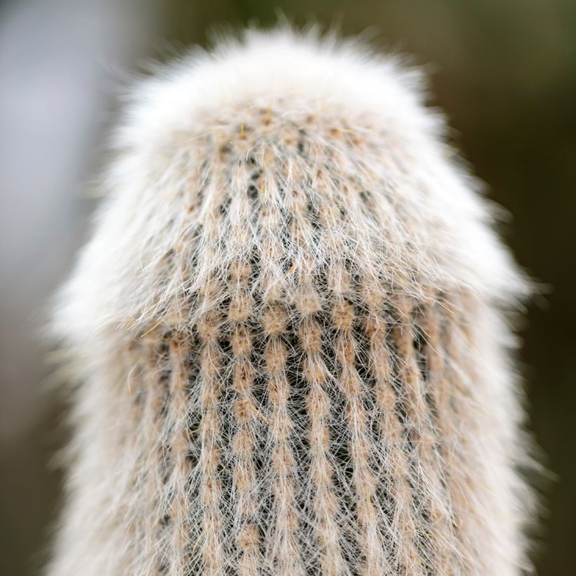 Cleistocactus strausii - Zilveren fakkel (Blad)