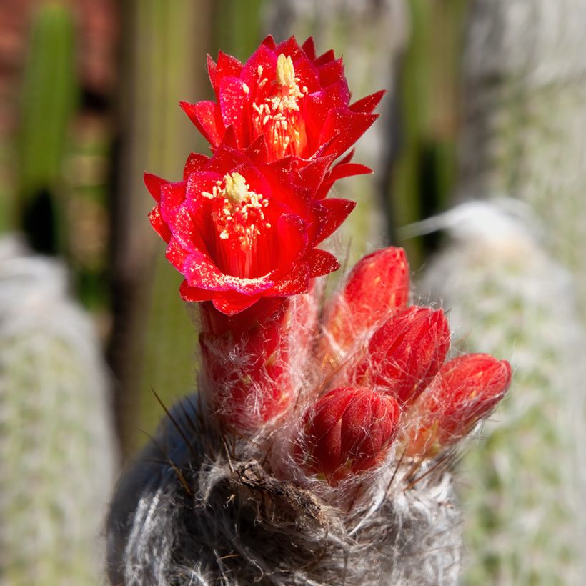 Cleistocactus strausii - Zilveren fakkel (Bloei)