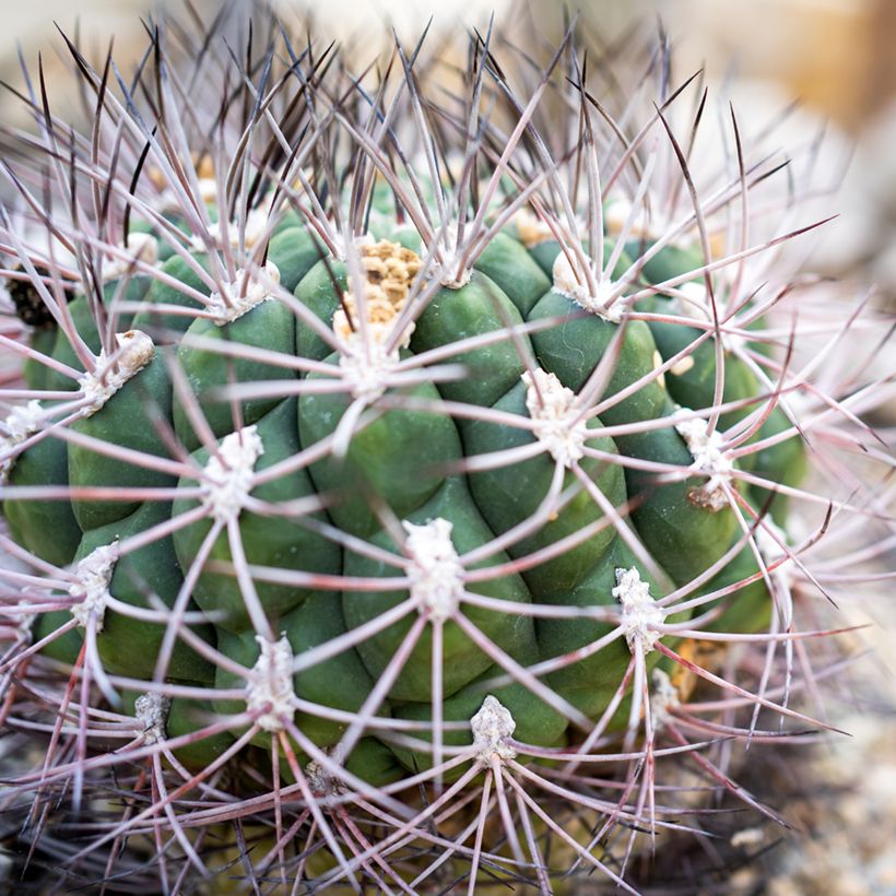 Gymnocalycium saglionis - Cactus (Blad)