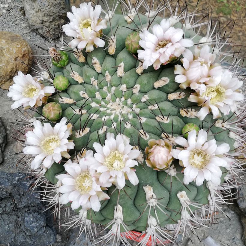 Gymnocalycium saglionis - Cactus (Bloei)