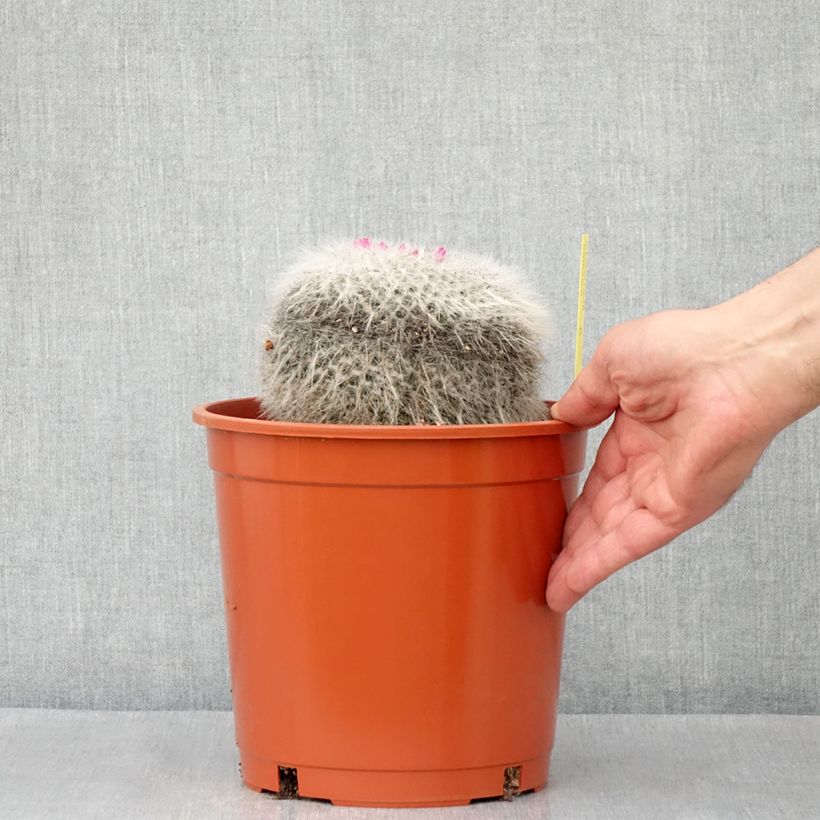 Exemplaar van Mammillaria hahniana - Tepelcactus Pot van 4 l/5 l zoals geleverd in de lente