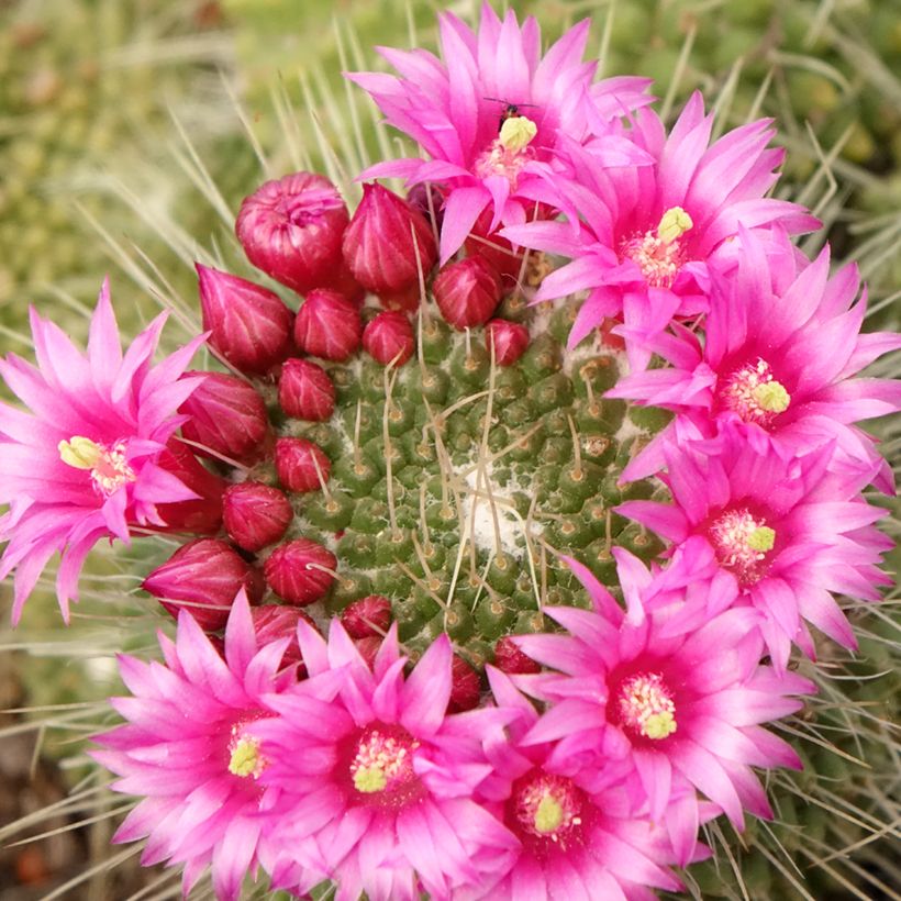 Mammillaria Un Pico - Tepelcactus (Bloei)