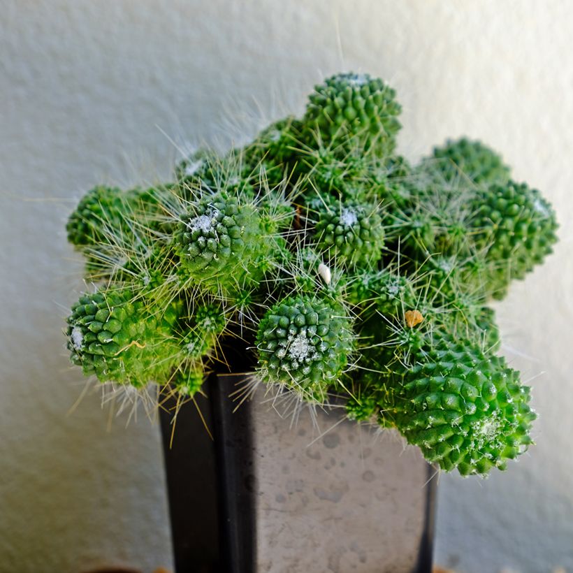 Mammillaria Un Pico - Tepelcactus (Groeiplaats)