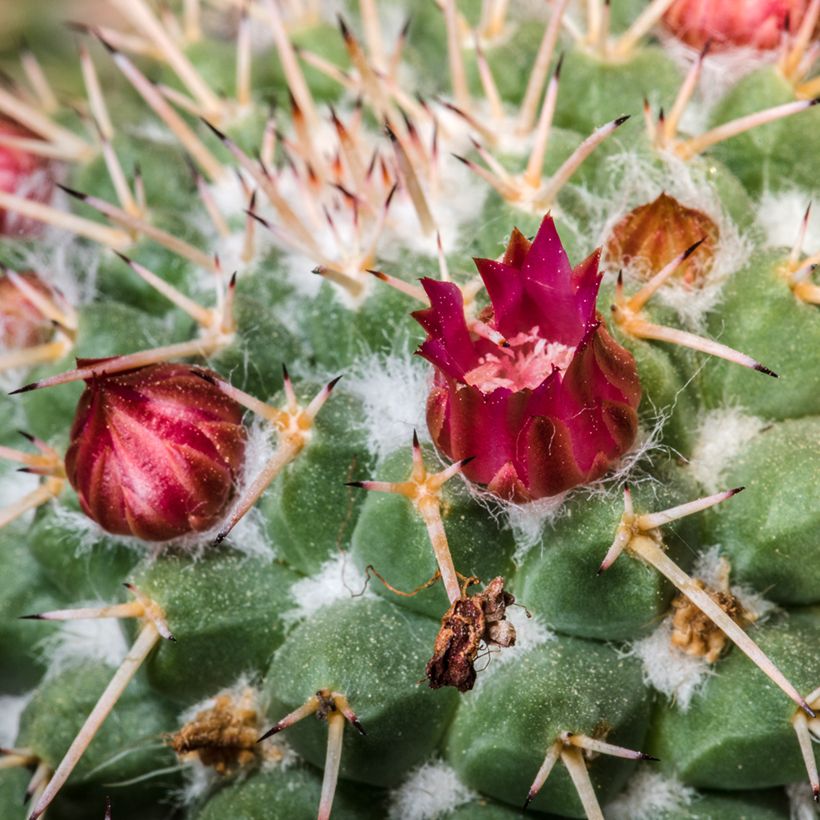 Mammillaria compressa - Tepelcactus (Bloei)