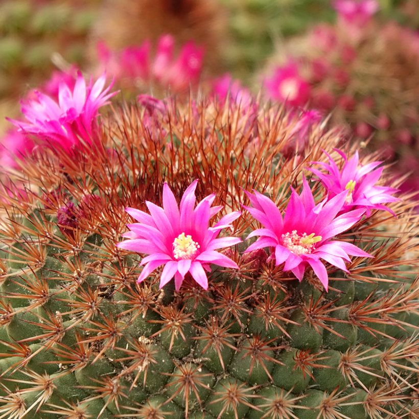 Mammillaria ernestii rubrispina - Tepelcactus (Bloei)
