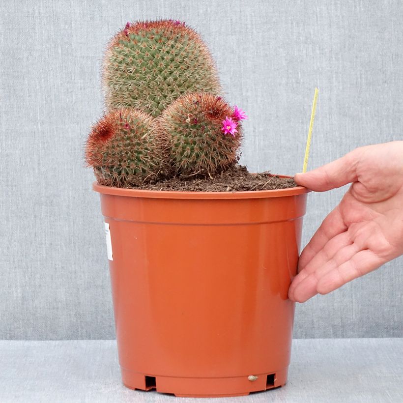 Exemplaar van Mammillaria ernestii rubrispina - Tepelcactus Pot van 4 l/5 l zoals geleverd in de lente