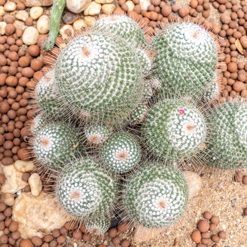 Mammillaria hahniana - Tepelcactus (Groeiplaats)