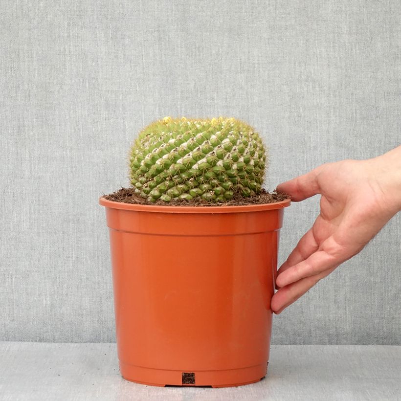 Exemplaar van Mammillaria marksiana - Tepelcactus Pot van 4 l/5 l zoals geleverd in de lente
