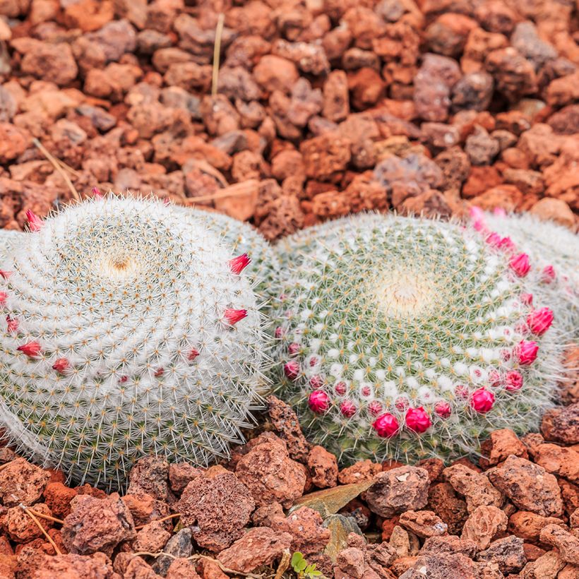 Mammillaria muehlenpfordtii - Tepelcactus (Groeiplaats)