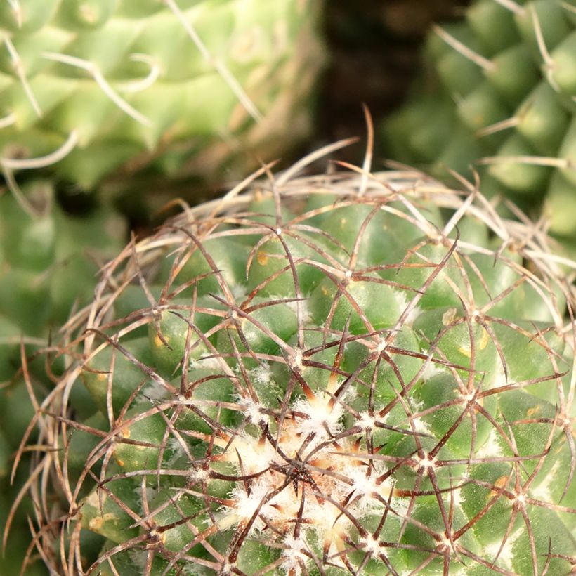 Mammillaria polythele Toluca - Tepelcactus (Blad)