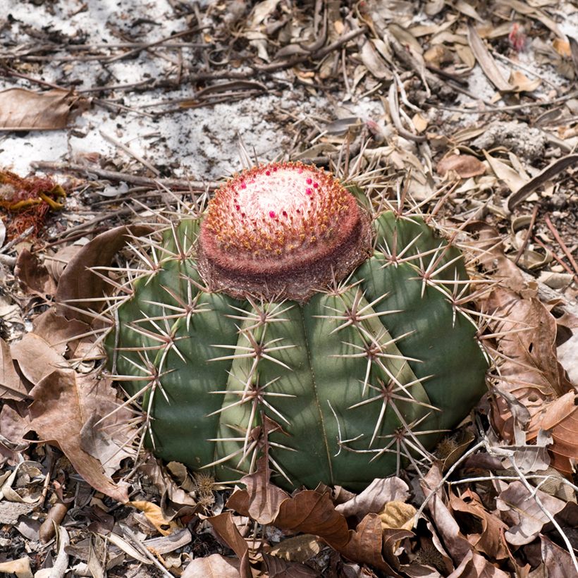 Melocactus bahiensis - Turkse muts (Groeiplaats)