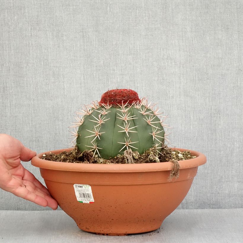 Exemplaar van Melocactus bahiensis - Turkse muts Pot van 6 l/7 l zoals geleverd in de lente
