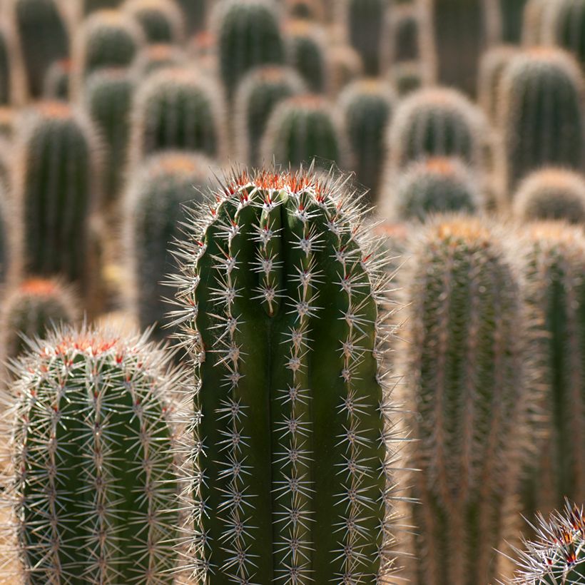 Pachycereus pringlei - Kaarscactus (Blad)