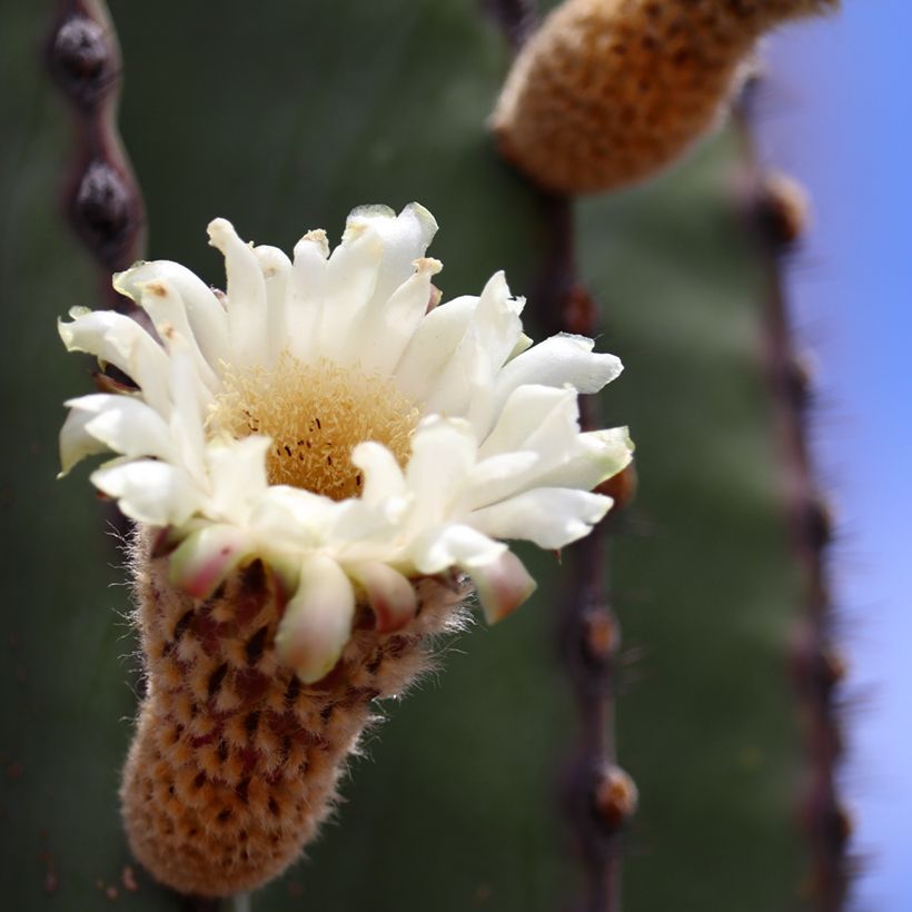 Pachycereus pringlei - Kaarscactus (Bloei)