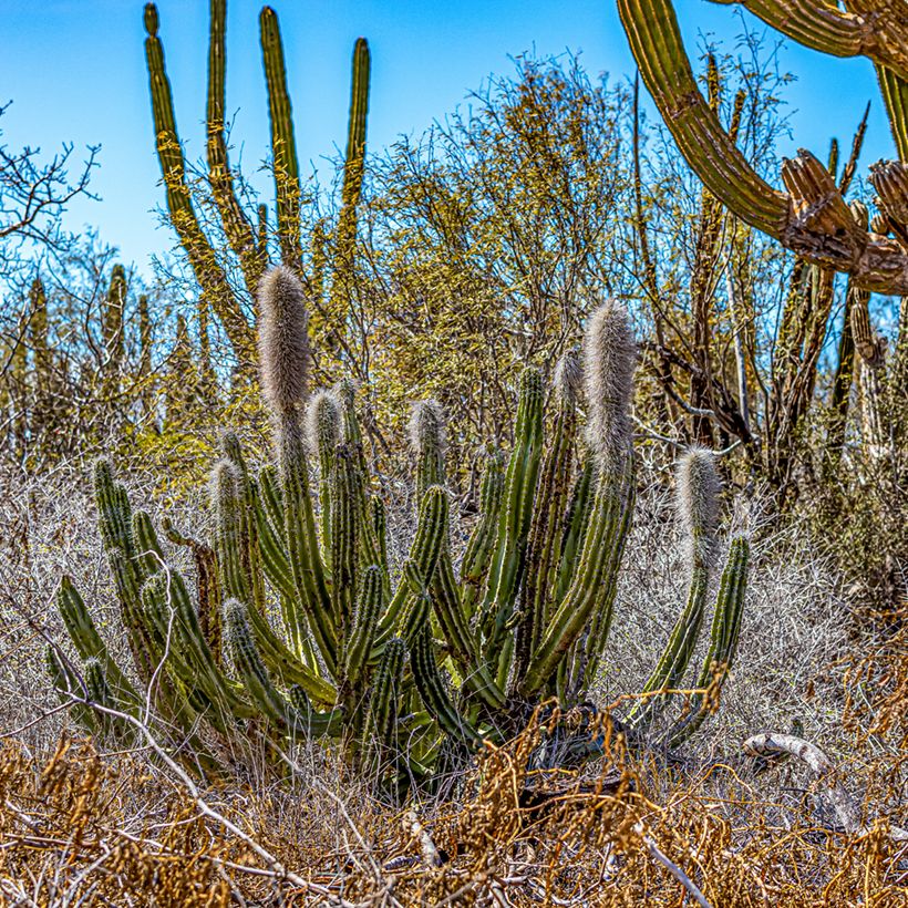 Pachycereus pringlei - Kaarscactus (Groeiplaats)