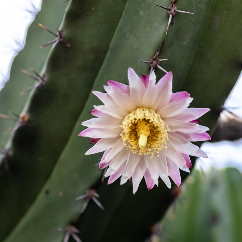 Polaskia chende - Cactus (Bloei)