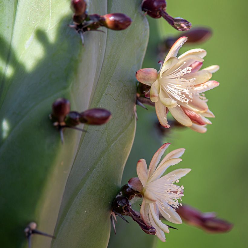 Polaskia chichipe - Cactus (Bloei)