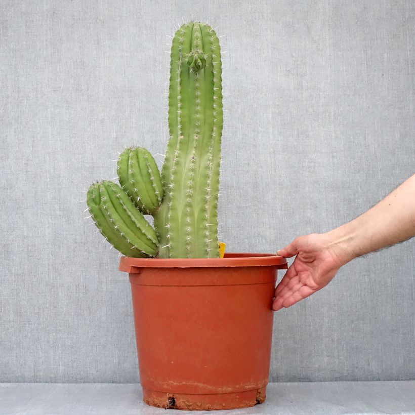 Example of Polaskia chichipe - Cactus Pot van 12 l/15 l as you get in printemps