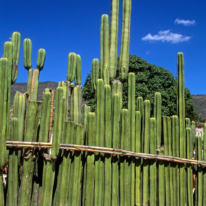 Stenocereus marginatus - Zuilcactus (Groeiplaats)