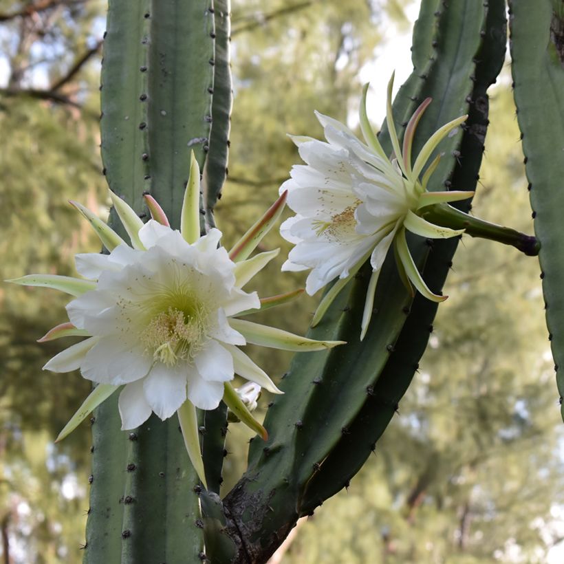 Trichocereus pachanoi - San Pedro-cactus (Bloei)