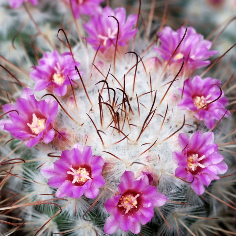 Mammillaria bombycina - Tepelcactus (Bloei)