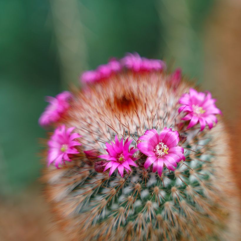 Mammillaria spinosissima f. rubrispina - Tepelcactus (Bloei)