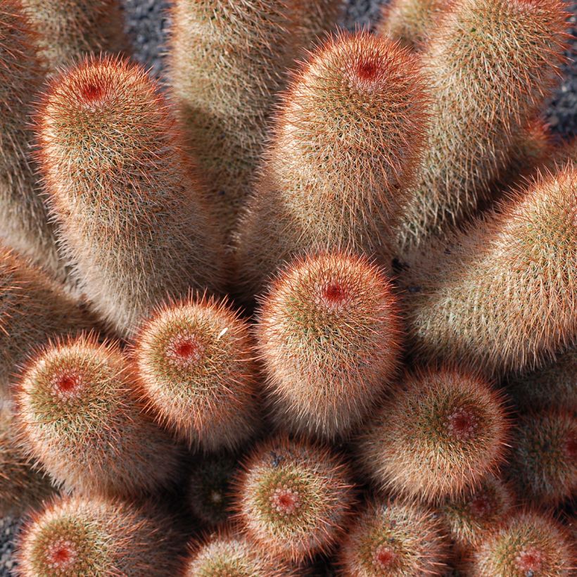 Mammillaria spinosissima f. rubrispina - Tepelcactus (Groeiplaats)