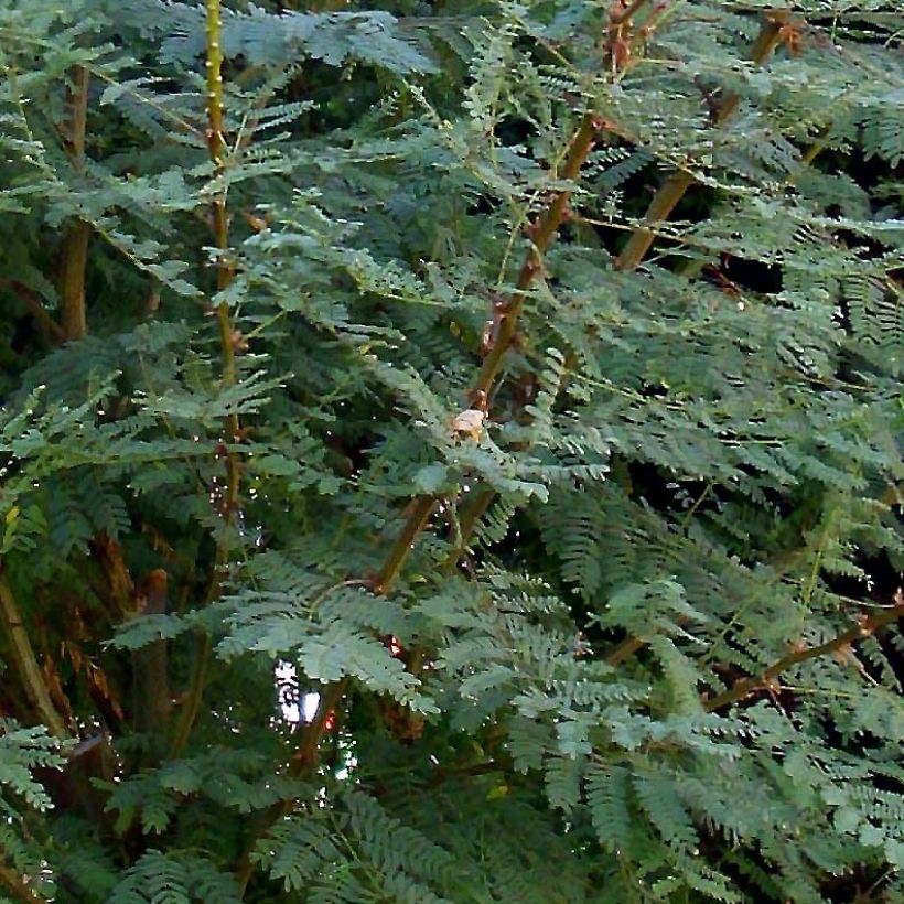 Caesalpinia gilliesii - Paradijsvogelstruik (Foliage)