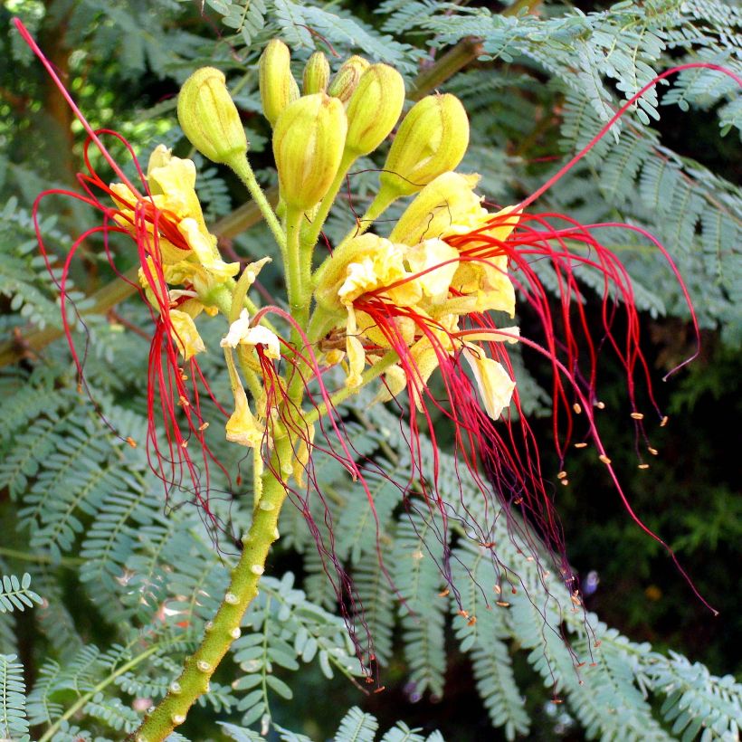 Caesalpinia gilliesii - Paradijsvogelstruik (Flowering)