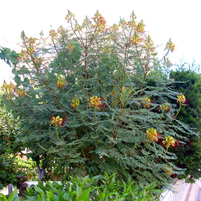 Caesalpinia gilliesii - Paradijsvogelstruik (Plant habit)