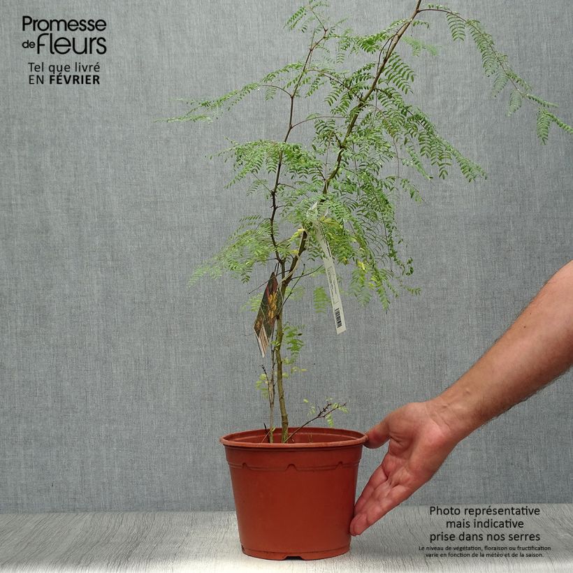 Exemplaar van Caesalpinia gilliesii - Paradijsvogelstruik Pot van 2 l/3 l zoals geleverd in de herfst