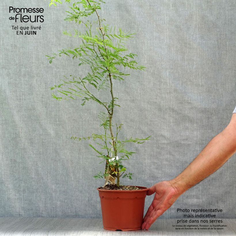 Exemplaar van Caesalpinia gilliesii - Paradijsvogelstruik Pot van 2 l/3 l zoals geleverd in de zomer