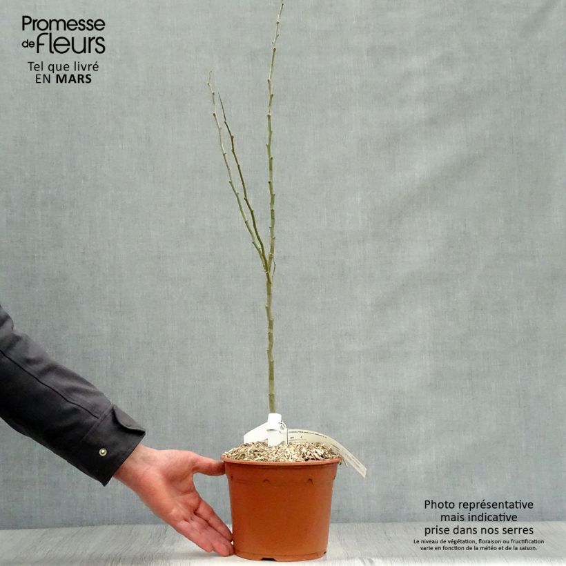 Example of Caesalpinia gilliesii - Paradijsvogelstruik Pot van 2 l/3 l as you get in printemps