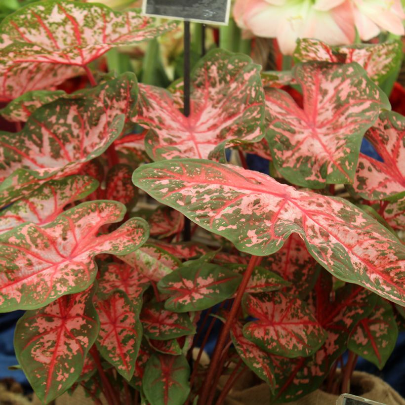 Caladium Carolyn Whorton - Hart van Jezus (Groeiplaats)