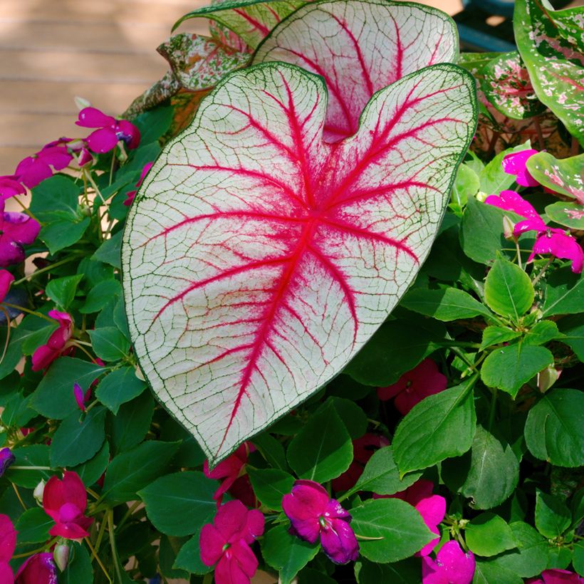 Caladium Fiesta - Hart van Jezus (Blad)