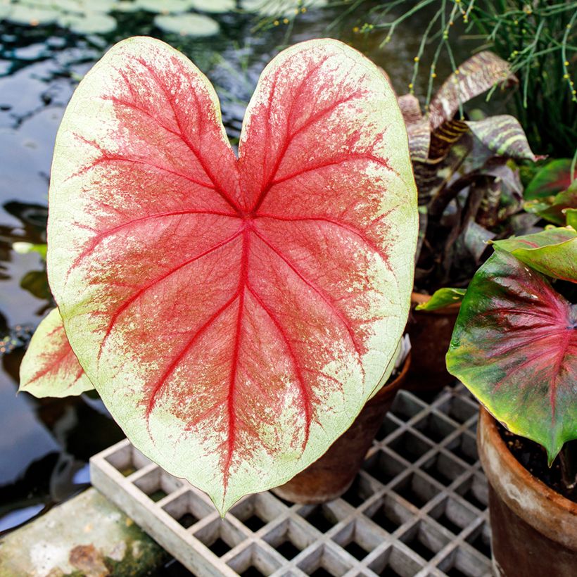 Caladium Mint Julep (Blad)